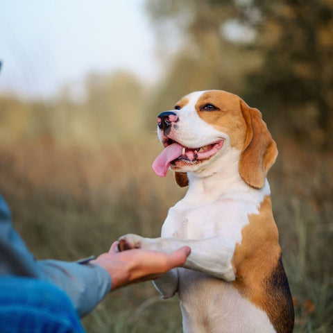 A Bealge giving paw