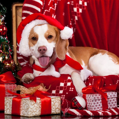 A Beagle wearing a Christmas hat laying near wrapped presents