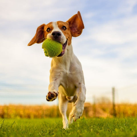 A Beagle running with a ball in its mouth