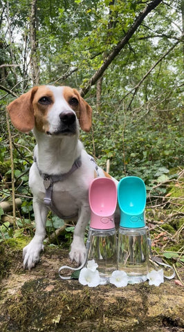 A Beagle sitting in the woods next to Pink and Turquoise Travel Water Bottles