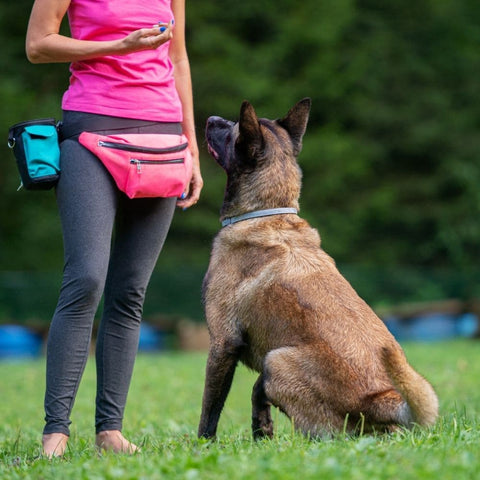 A Belgian Malinois being trained in a park