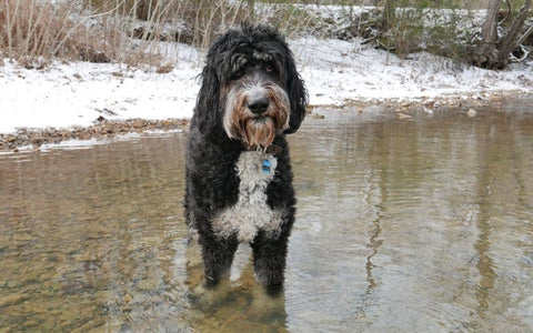 A Bernedoodle standing in a creek