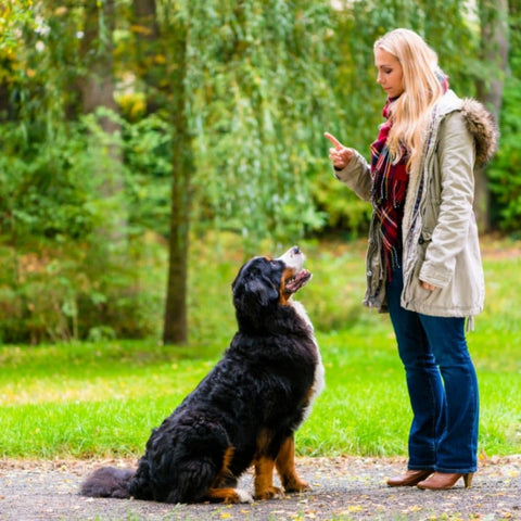 A Bernese Mountain Dog looking at its owner in a park