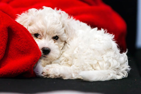 A Bichon Frise laying on a red blanket