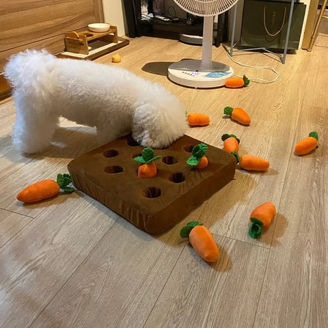 Bichon Frise sniffing the Carrot Field Snuffle Toy placed on the floor