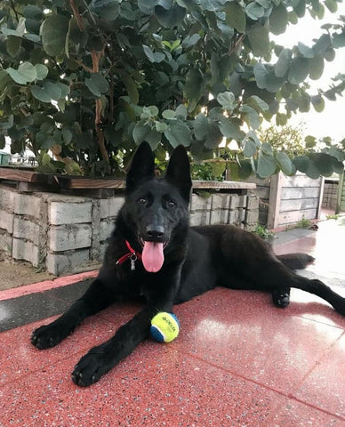 A Black Shephered sitting under a small tree with a tennis ball