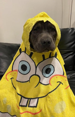 A Blue Staffy sitting on a couch wearing a SpongeBob robe