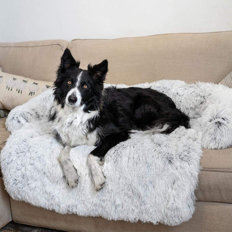 A Border Collie relaxing on a Light Gray Calming Cuddle Furniture Protector placed on a couch