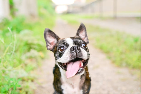 A Boston Terrier sitting making a goofy face