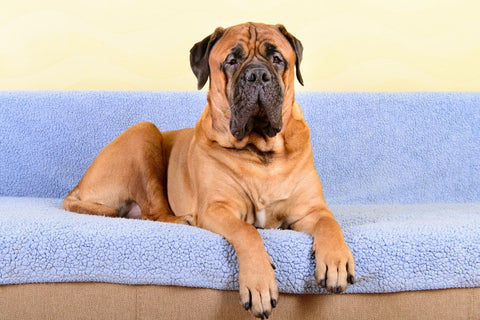 A Bullmastiff laying on a couch with blue covers