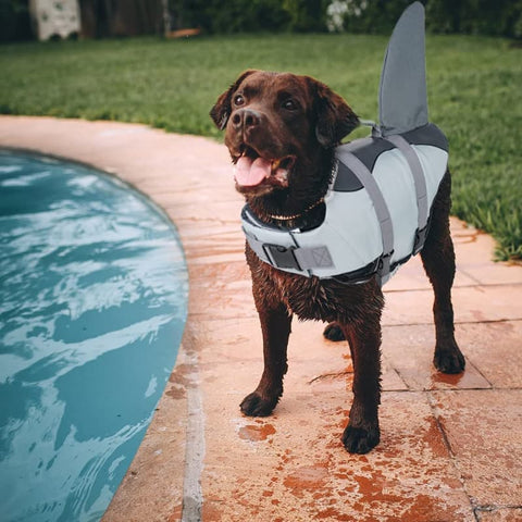 A Chocolate Labrador standing next to a pool while wearing the Shark Dog Life Jacket
