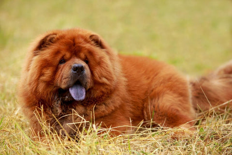 A Chow Chow laying on grass