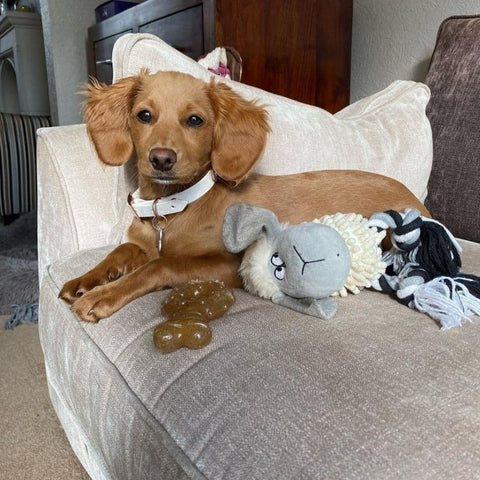 A Cockapoo lying on the couch next to some toys