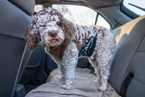 Cockapoo with fur full of snow standing on car back seats
