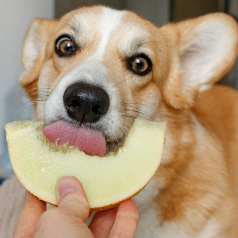 Corgi licking a melon slice