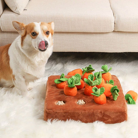 Corgi licking its lips sitting next to the Carrot Field Snuffle Toy