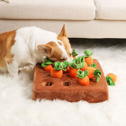 Corgi sniffing the Carrot Field Snuffle Toy placed on a carpet