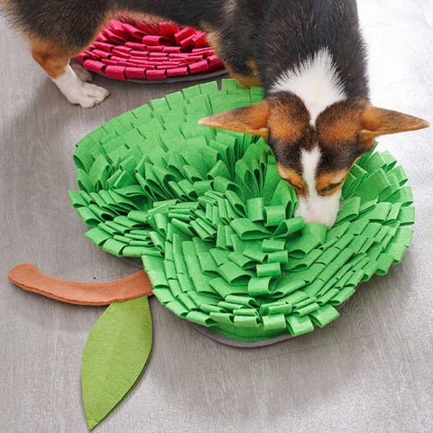 A Corgi sniffing a Green Apple Snuffle Mat