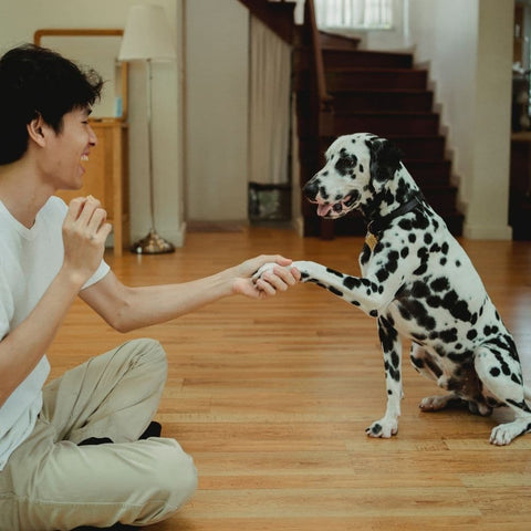 A Dalmatian sitting on the floor next to its owner giving paw