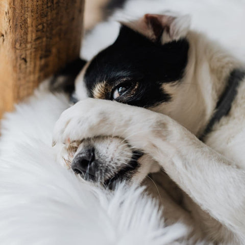 Dog laying in bed hiding its face with its paw