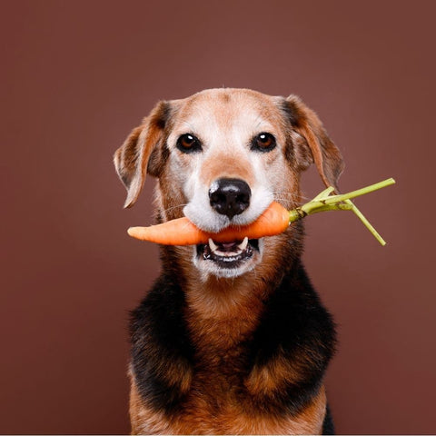 A dog holding a carrot in its mouth