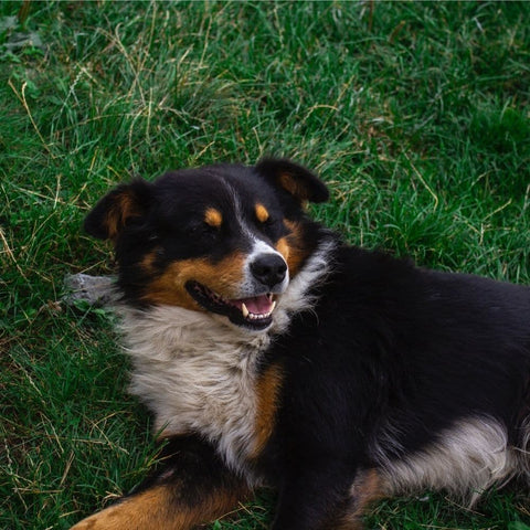 A dog laying on grass