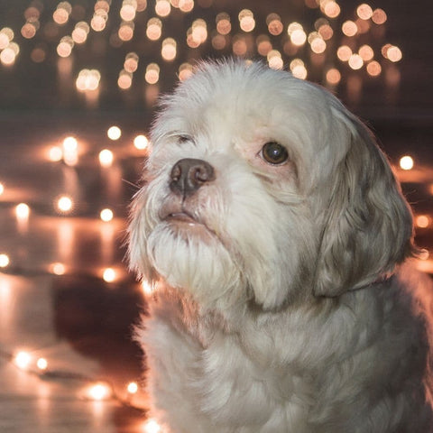 A dog looking at Christmas lights