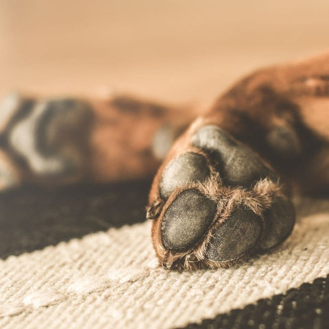 Closeup of a dog's front paws