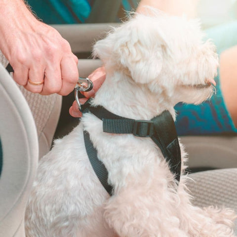 A human clipping the Dog Car Seat Belt to a harness of a dog sitting on car seats