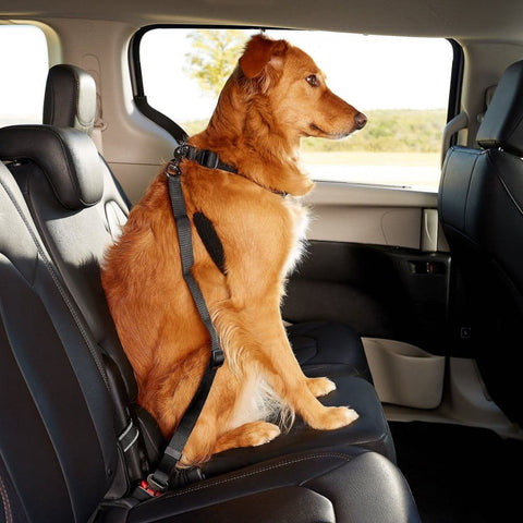 A dog sitting on rear seats of a car using the Black Dog Car Seat Belt
