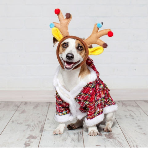 A dog sitting on the floor wearing Christmas themed antlers and a sweater