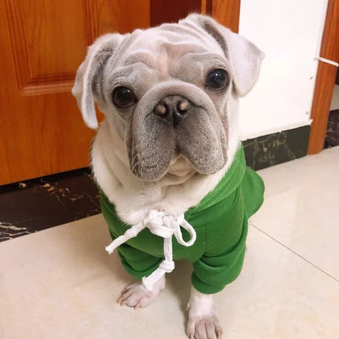 A dog sitting on the floor while wearing the Froggy Dog Hoodie