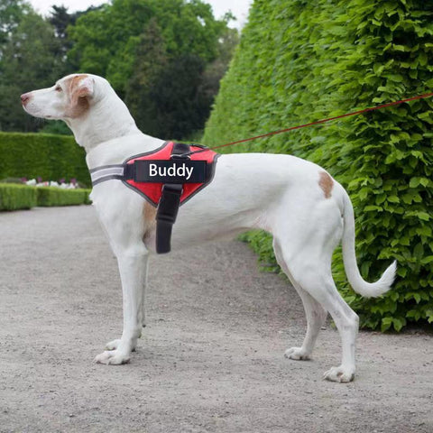 A dog wearing the Red Personalized Reflective Harness