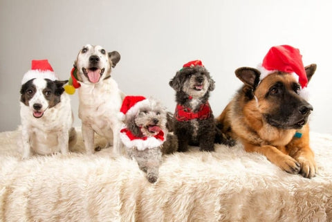 Five dogs all wearing Christmas hats laying on a bed