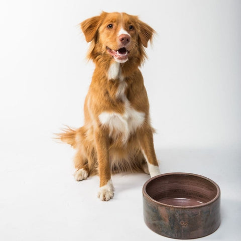 A Duck Toller sitting behind an empty brown food bowl