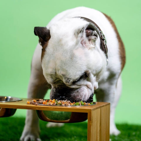 An English Bulldog eating from an elevated food bowl