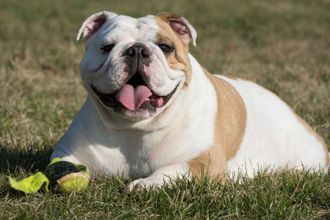 An English Bulldog laying on grass next to a ripped tennis ball