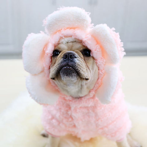 French Bulldog wearing a Pink Flower Dog Hoodie