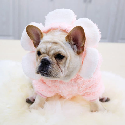 French Bulldog wearing a Pink Flower Dog Hoodie