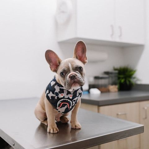 A French Bulldog puppy sitting on a table at the vet's