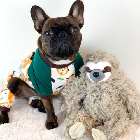 A French Bulldog sitting next to a sloth plush toy wearing a sloth themed sweater
