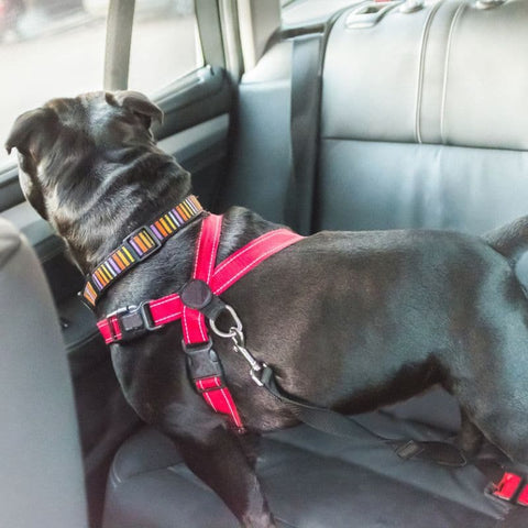 A French Bulldog standing on car seats using the Black Dog Car Seat Belt