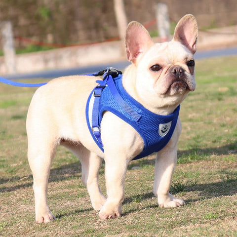French Bulldog wearing the Blue Reflective Harness