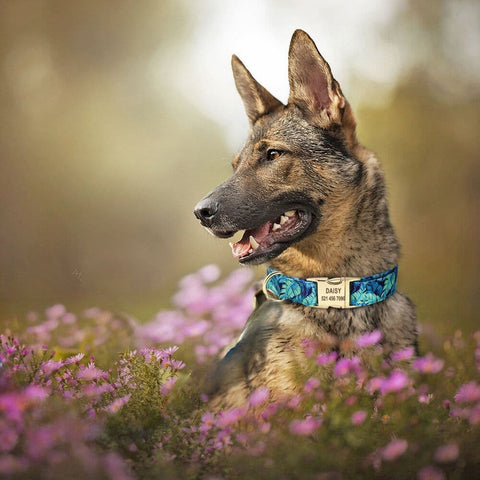 German Shepherd sitting in a field wearing the Blue Personalized Floral Collar