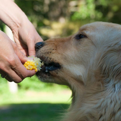 A Golden Retriever eating corn on the cob held by a human