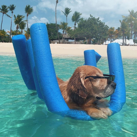 A Golden Retriever wearing sunglasses floating on two sponge floaties