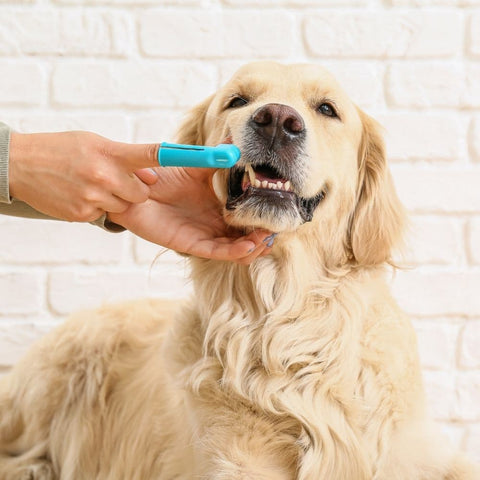 A Golden Retriever getting its teeth brushed