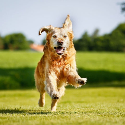 A Golden Retriever running on grass