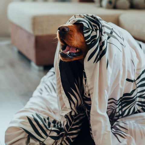 A Golden Retriever sitting under a blanket