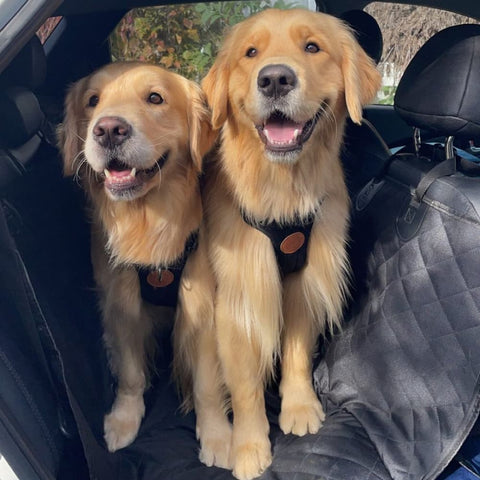 Two Golden Retrievers standing on back seats of a car fitted with Waterproof Car Seat Cover